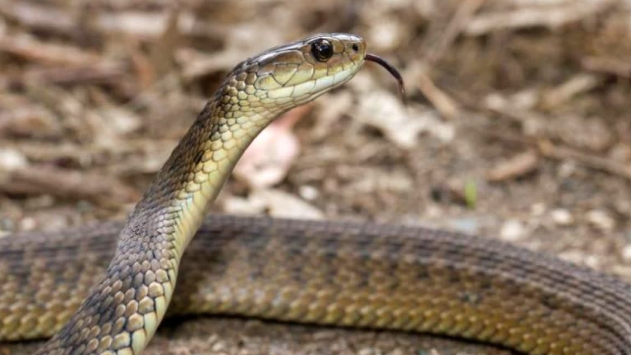 Snake bites School Students: పాఠశాలలో కలకలం.. ముగ్గురు విద్యార్థులను కాటేసిన పాము?