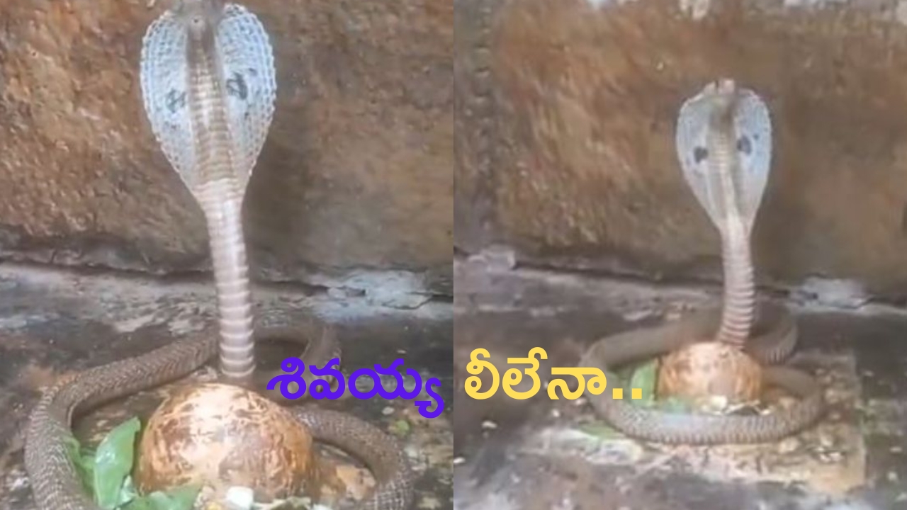 Snake in Srisailam: శ్రీశైలంలో శివలింగానికి చుట్టుకున్న నాగుపాము.. శివయ్య లీలేనా..