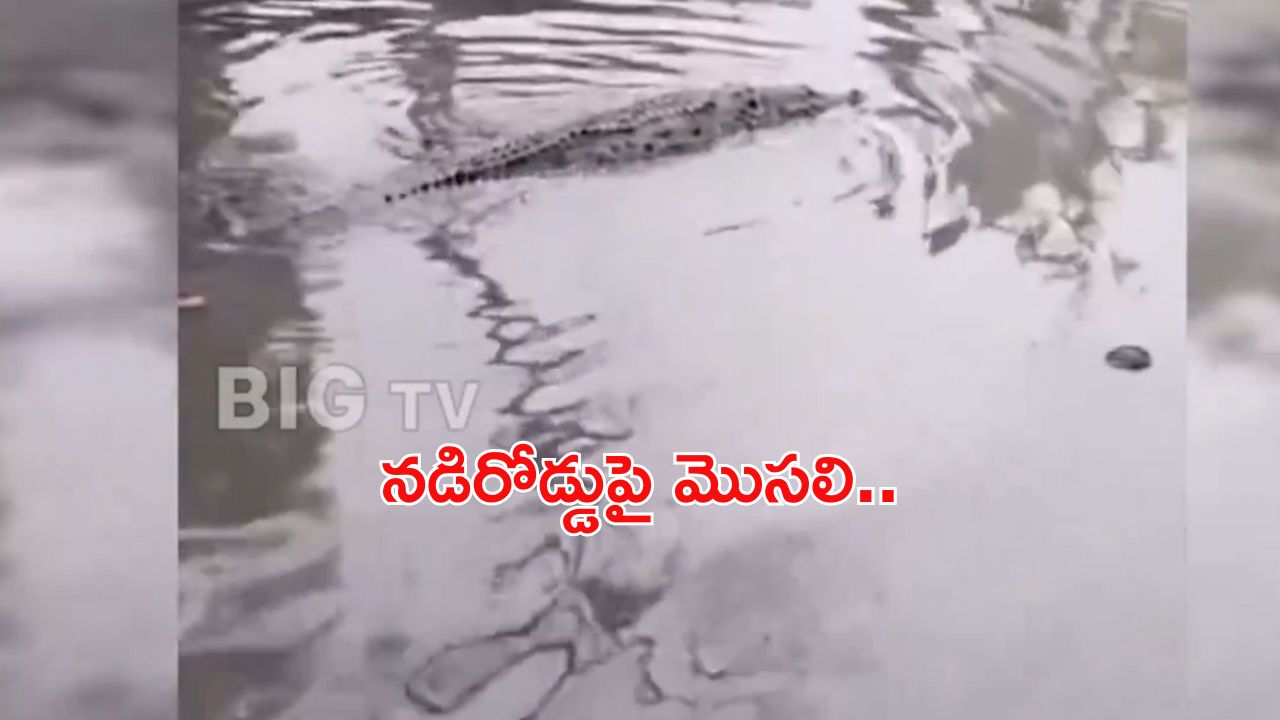 Crocodile on Road : అమ్మో! మొసలి.. హడలెత్తిపోయిన ప్రజలు