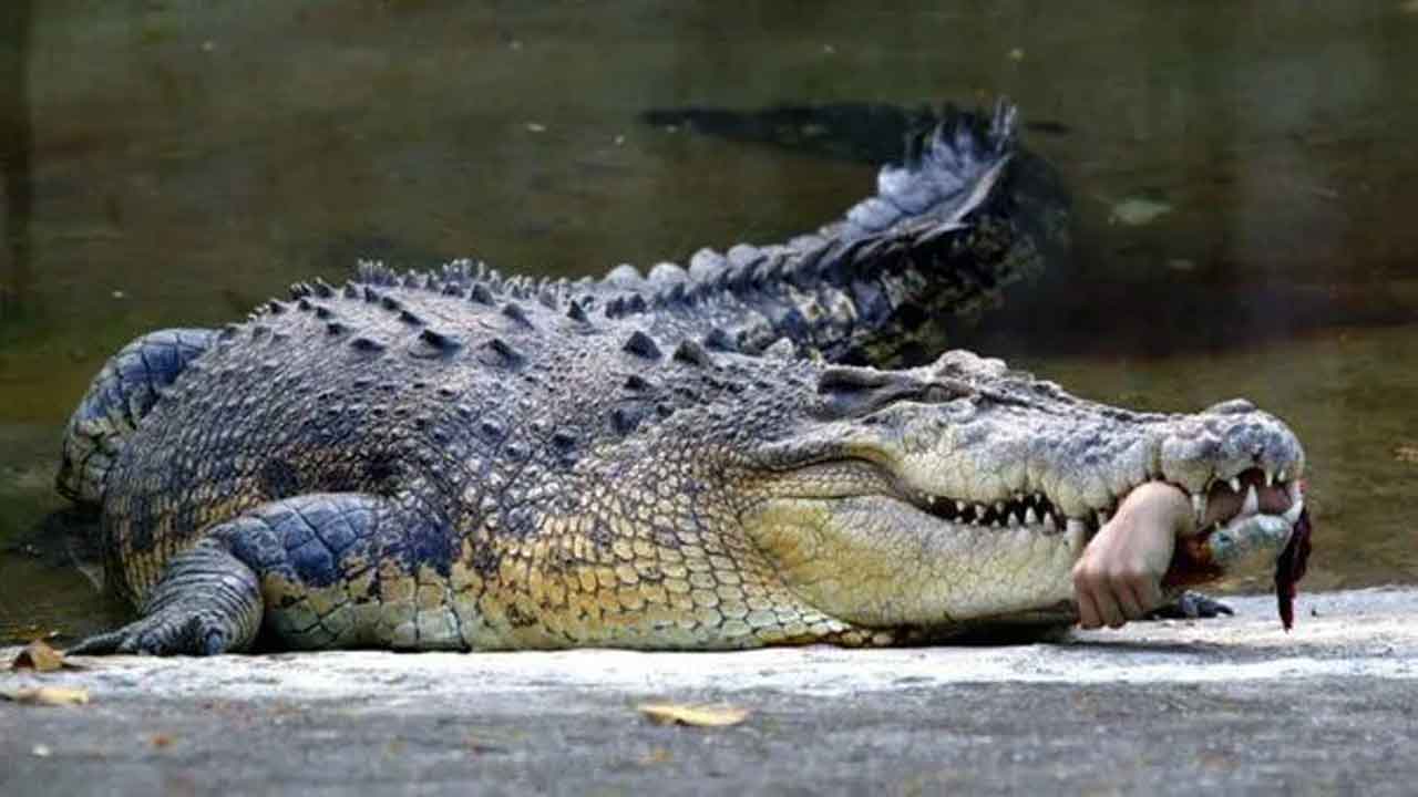 Crocodile Attacks Boy| బాలుడిని ఒక్కసారిగా నోటితో పట్టుకన్న మొసలి.. పక్కనే ఉన్న గొర్రెల కాపరి ఏం చేశాడంటే?.