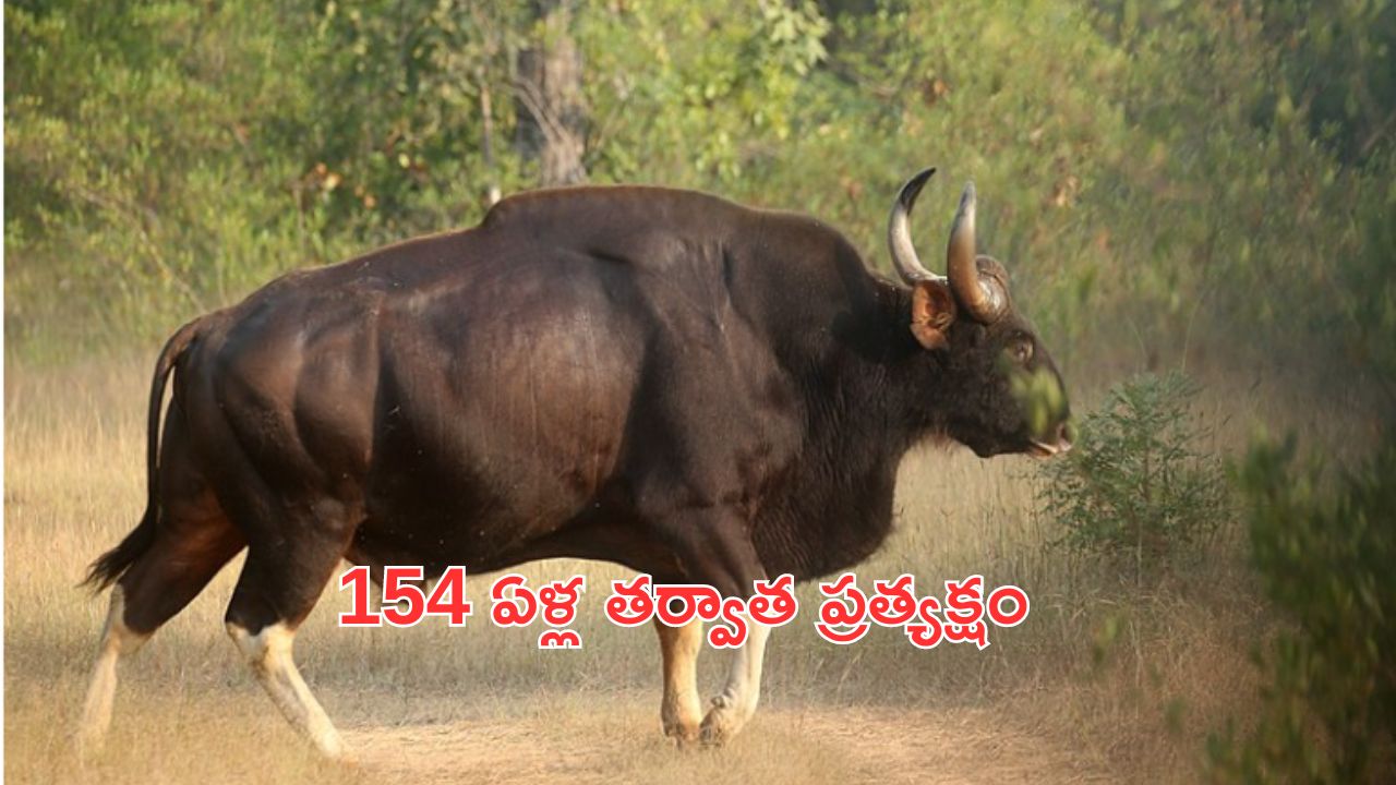 Nallamala Forest: 154 ఏళ్ల తర్వాత నల్లమల అడవుల్లో ప్రత్యక్షమైన అడవి దున్న