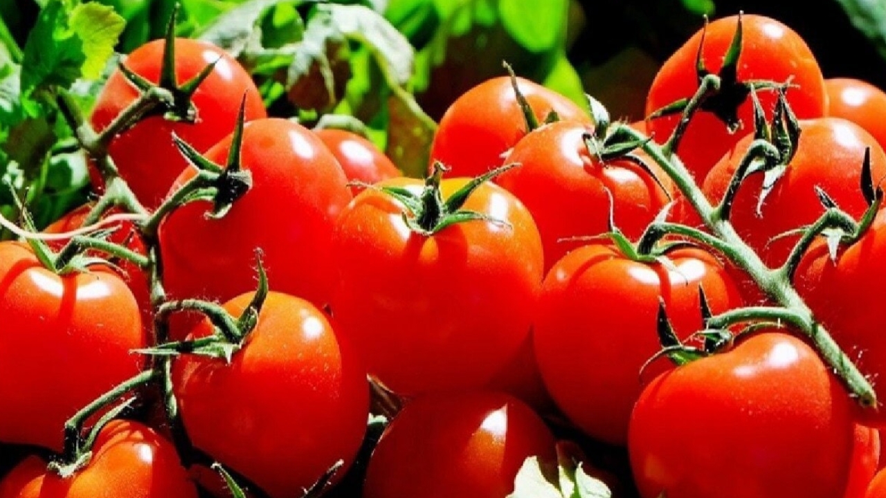 Benfits Of Tomato: ఇష్టమని చెప్పి అతిగా టమాటాలు తింటున్నారా.. ఎంత ప్రమాదమో తెలుసా