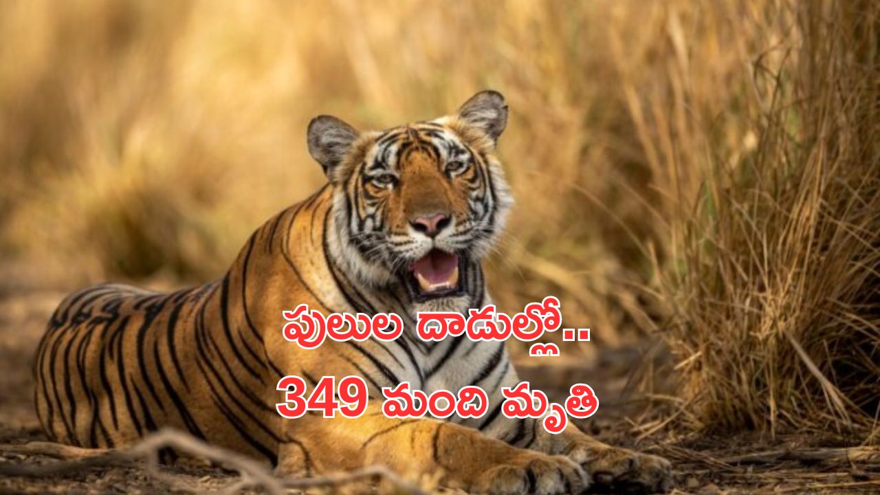 NTCA Data : పులుల దాడుల్లో 349 మంది మృతి.. నివేదిక విడుదల చేసిన NTCA