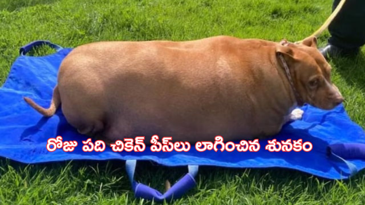 Viral: పెంపుడు కుక్కకు ఊబకాయం.. యజమానికి జైలు శిక్ష