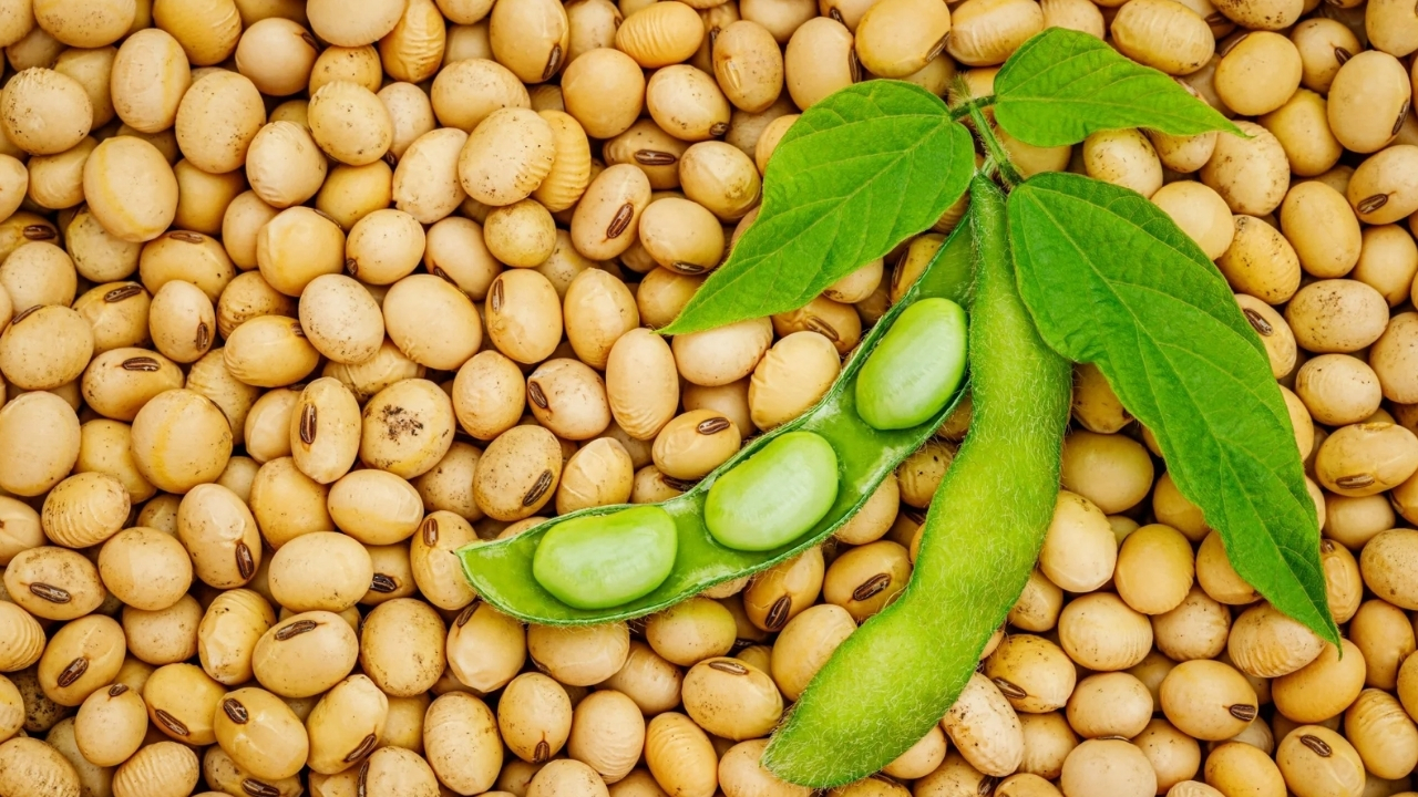 Soybean Health Benefits: గుండె ఆరోగ్యానికి సోయాబీన్స్‌తో అనేక ప్రయోజనాలు..