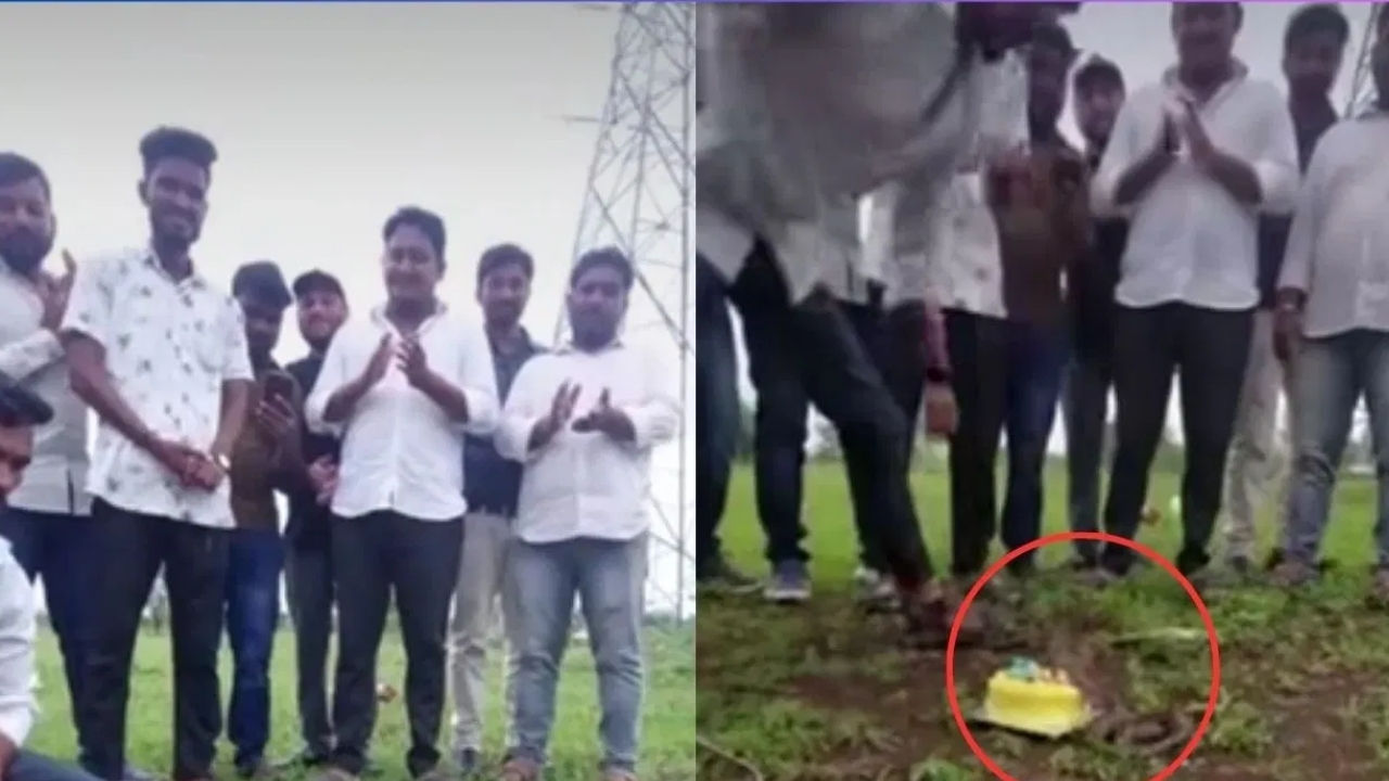 Shocking Video: నాగుపాము ముందు కేక్ కట్టింగ్ చేసిన ఆకతాయిలు.. మండిపడుతున్న నెటిజన్లు