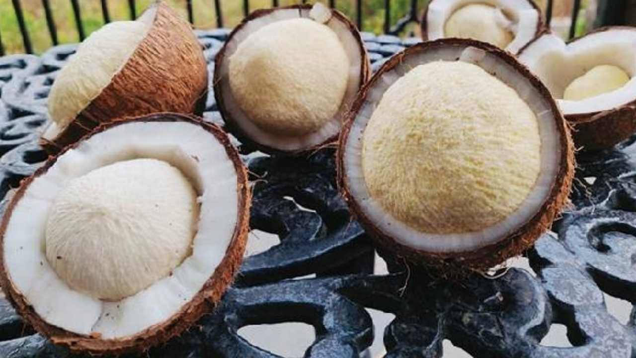 Coconut flower : కొబ్బరి పువ్వును తక్కువ అంచనా వేస్తున్నారా.. దీని ప్రయోజనాలు తెలిస్తే అస్సలు వదిలిపెట్టరు