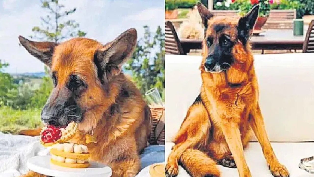 Richest Dog: ఈ కుక్క మామూలుది కాదు.. దీనికి ఊహించని ఆస్తులు, విమానాల్లో ప్రయాణాలు