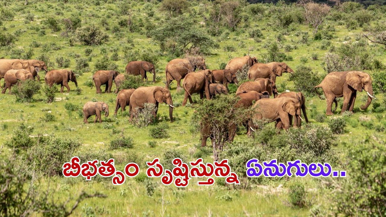 Elephants kills oldman: స్నానం చేసి వెళ్తుండగా వృద్ధుడిపై ఒక్కసారిగా దాడి చేసిన ఏనుగులు.. తీవ్ర గాయాలతో మృతి