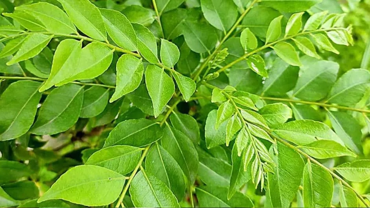 Curry Leaves Benefits: డయాబెటీస్ ఉన్న వారు ఖాళీ కడుపుతో ఈ ఆకులు తింటే ఎన్ని లాభాలో తెలుసా