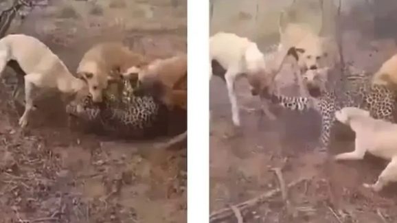 Viral Video: చిరుతను కుక్కలు వేటాడడం ఎప్పుడైనా చూశారా.. ఈ వీడియో చూస్తే షాక్ అవుతారు..!