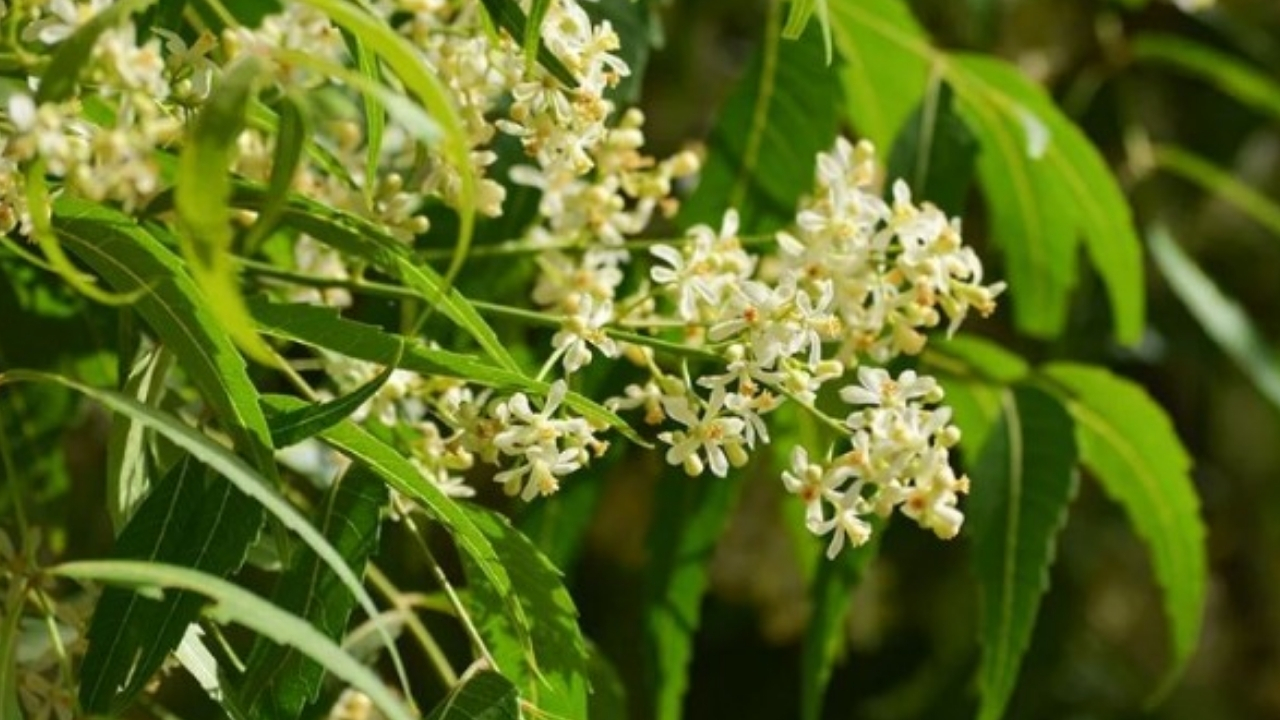 Neem Leaves: వేపాకును ఇలా వాడితే అన్నీ సమస్యలు మటు మాయం..