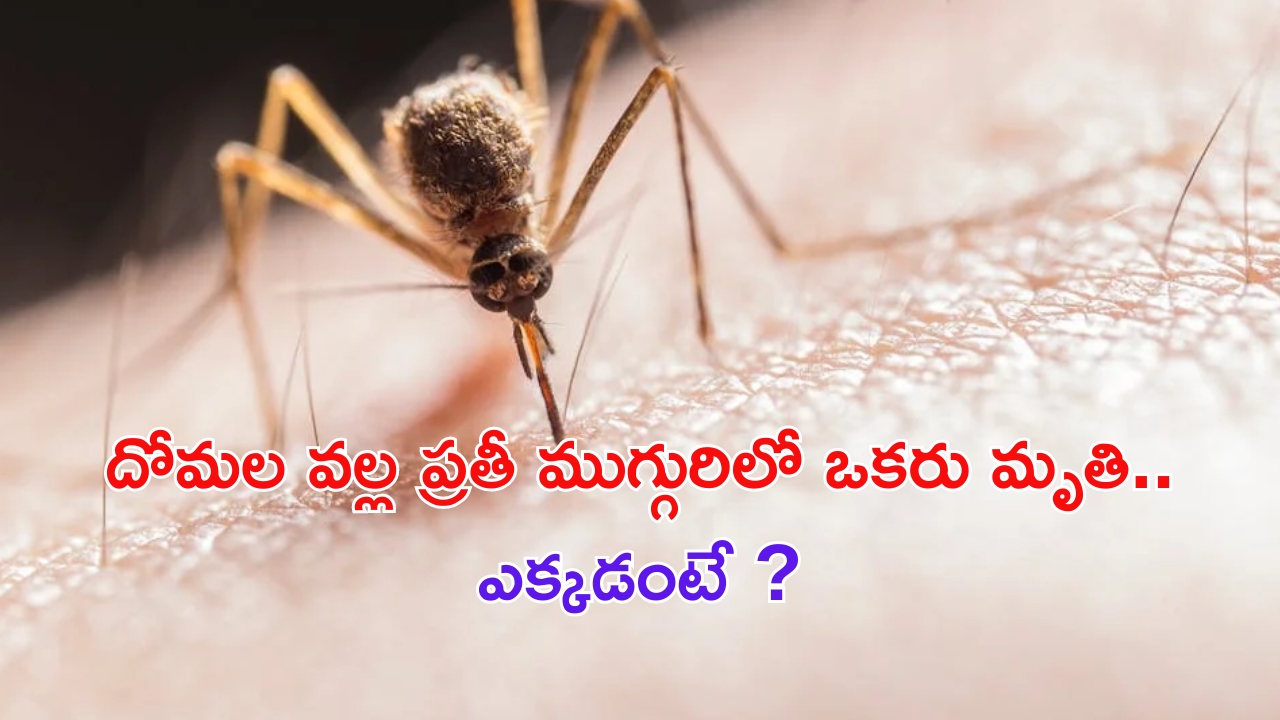 Rare Mosquito Disease: దోమల వల్ల ప్రతి ముగ్గురిలో ఒకరు మృతి.. మనమూ జాగ్రత్తగా ఉండాల్సిందేనా ?