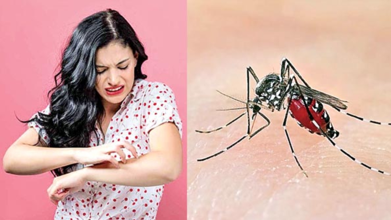 Mosquitoes Bite: దోమలు కొంత మందినే ఎందుకు కుడతాయి..? కారణం తెలిస్తే షాక్ అవుతారు..!