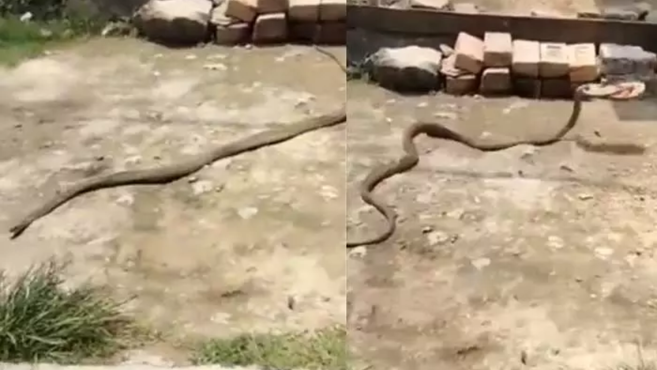 Snake viral vedio: చెప్పునెత్తుకుపోయిన పాము..వీడియో వైరల్