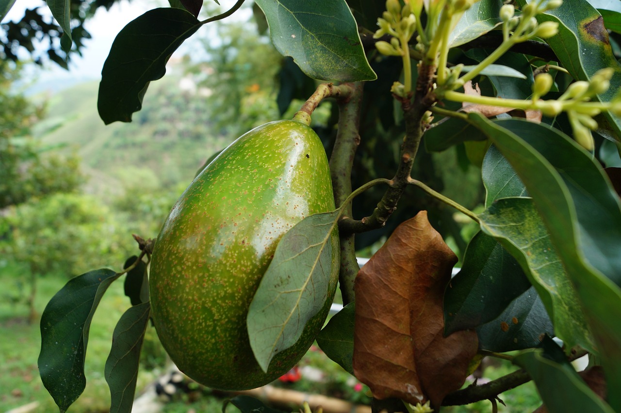 Avocado Health Benefits