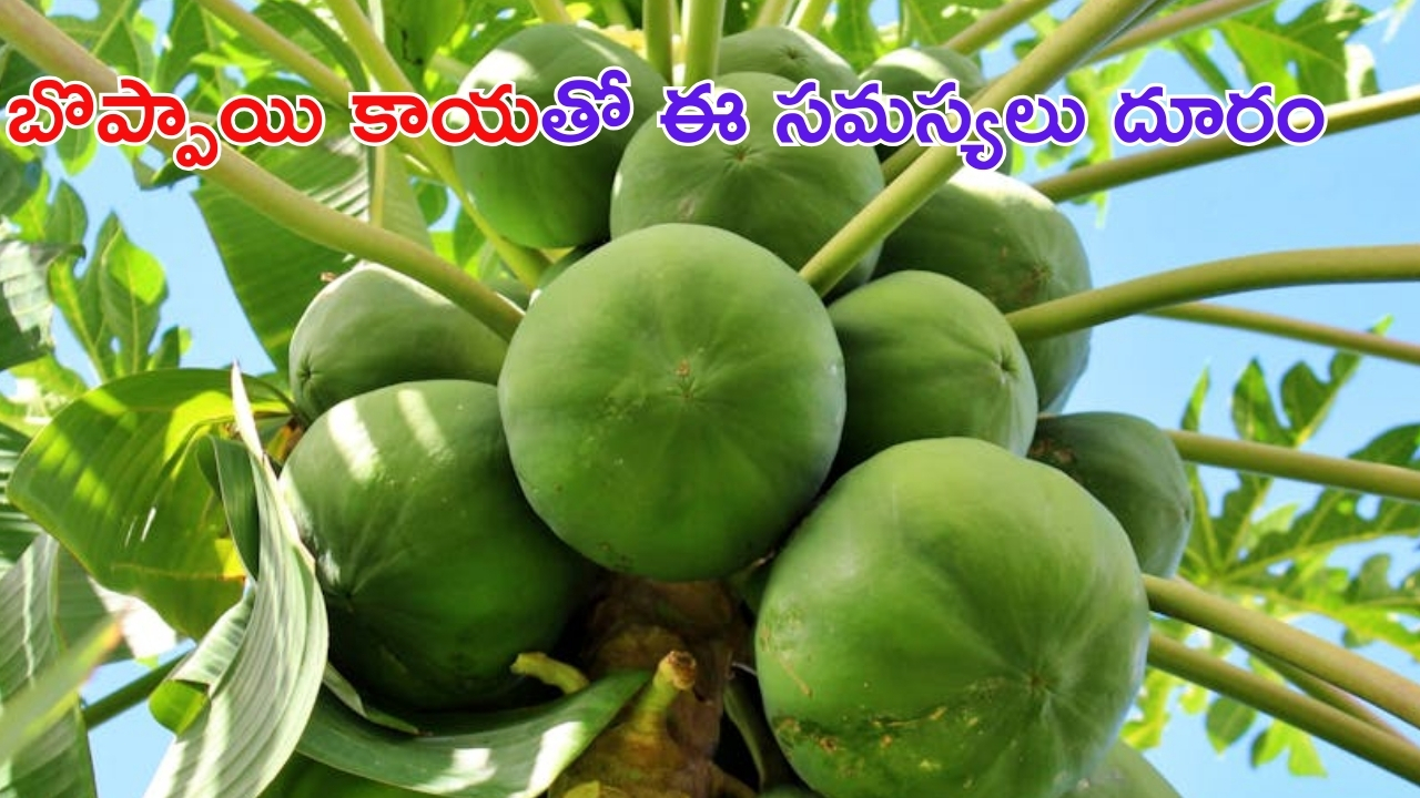 Raw Papaya Benefits: బొప్పాయితో బోలెడు ప్రయోజనాలు.. ఈ సమస్యలకు చెక్