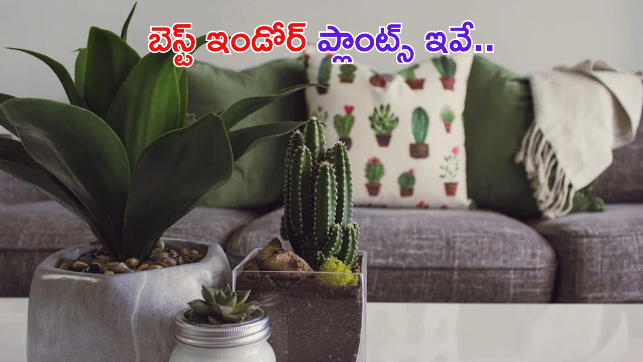 Indoor Plants: ఇంటికి అందాన్ని.. మనకు ఆరోగ్యాన్నిచ్చే బెస్ట్ ఇండోర్ ప్లాంట్స్ ఇవే !