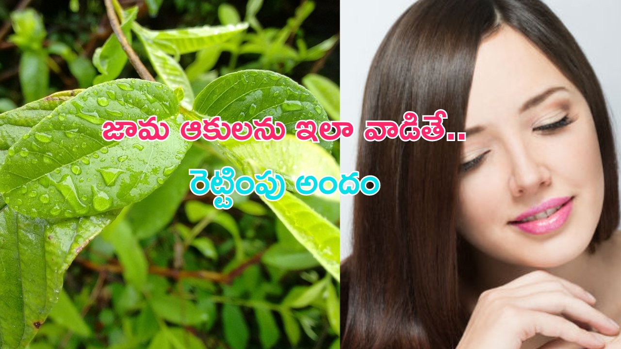 Guava Leaves For Skin: జామ ఆకులను ఇలా వాడితే.. మీ అందం రెట్టింపు అవడం పక్కా