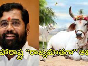 Cows are Rajya Mata: ఎన్నికల వేళ షిండే సర్కార్ సంచలన నిర్ణయం.. మహారాష్ట్ర “రాజ్యమాతగా” ఆవు