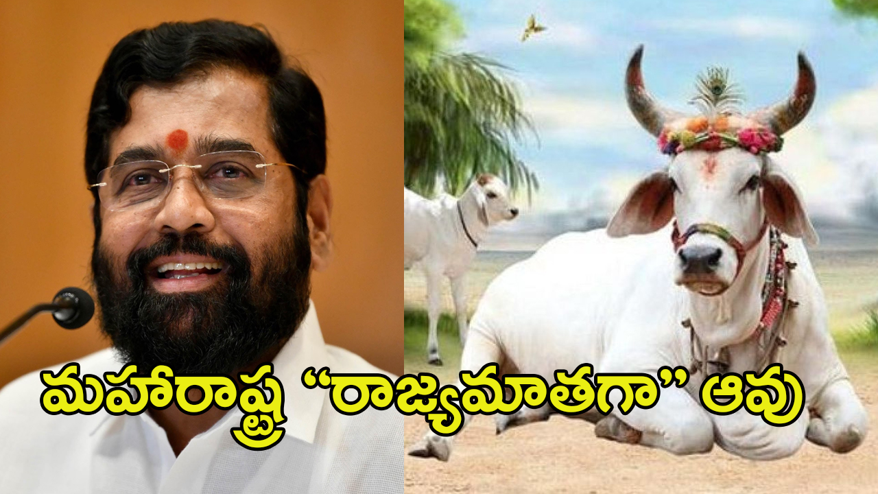 Cows are Rajya Mata: ఎన్నికల వేళ షిండే సర్కార్ సంచలన నిర్ణయం.. మహారాష్ట్ర “రాజ్యమాతగా” ఆవు