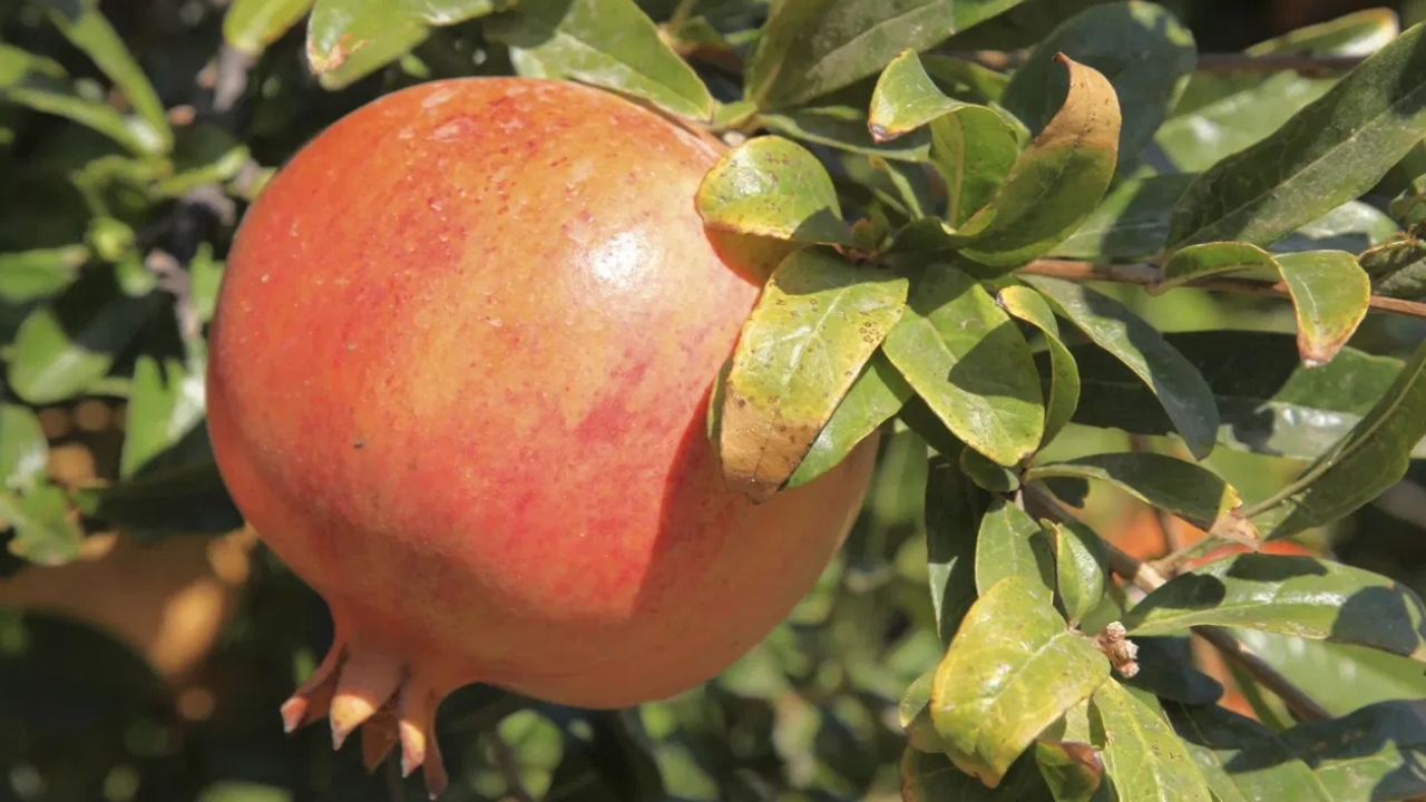 Pomegranate Leaves: ఈ పండుతోనే కాదు.. దీని ఆకులతోను ఉండే లాభాలు తెలిస్తే షాక్ అవుతారు..