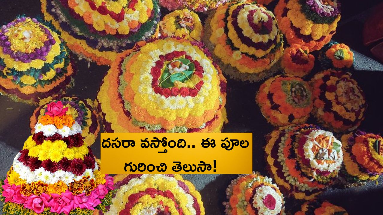 Importance of Tangedu flowers: ఈ పూలు లేనిదే దసరా లేదుగా.. అనుబంధాలను చాటి చెప్పిన పూల హిస్టరీ ఇదే