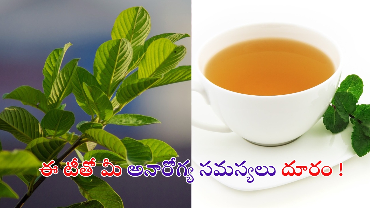 Guava Leaf Tea: ఈ టీతో మీ అనారోగ్య సమస్యలన్నీ పరార్ !