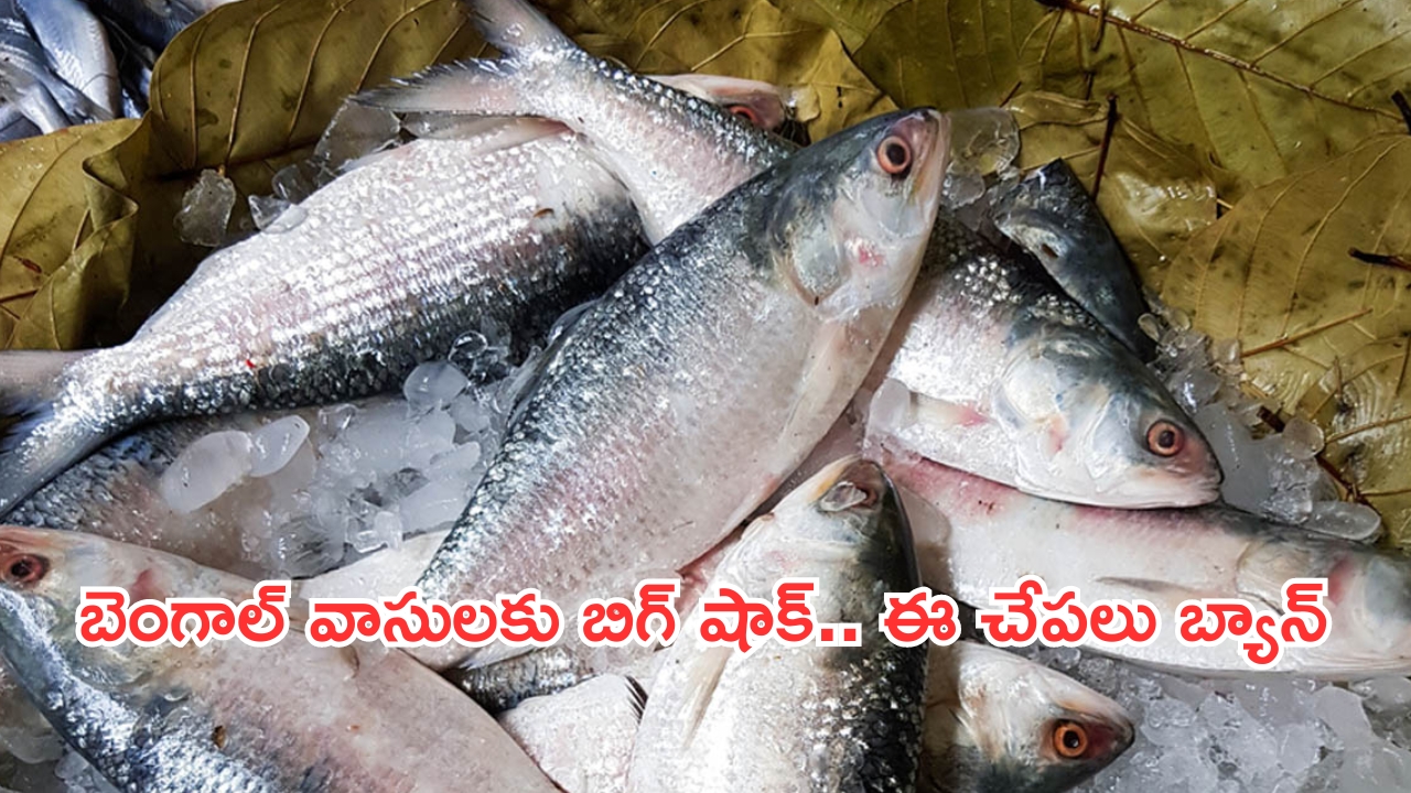 Padma hilsa: బెంగాల్ వాసులకు బిగ్ షాక్.. దుర్గాపూజ వేళ ఆ చేపల ఎగుమతిపై నిషేధం!