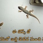 Tips To Keep Lizards Out Of Kitchen: కిచెన్‌లో బల్లి తిరుగుతోందా?.. ఈ చిట్కాలు పాటిస్తే ఇక రావు!