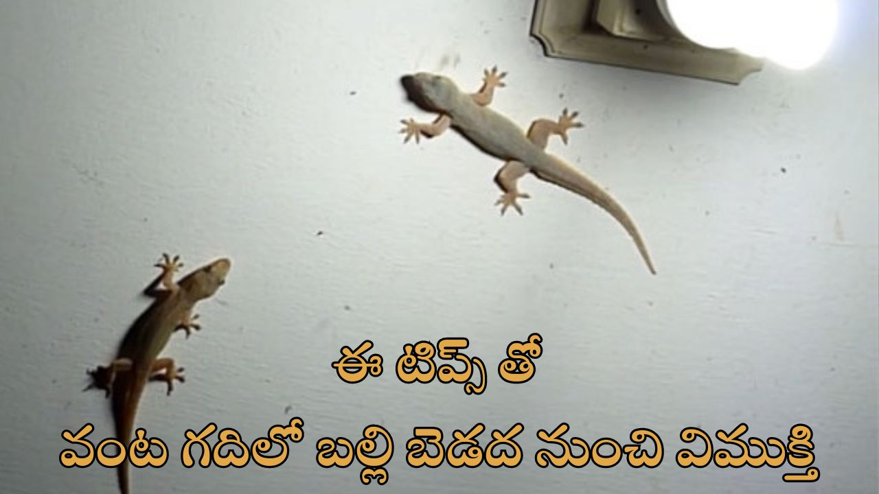 Tips To Keep Lizards Out Of Kitchen: కిచెన్‌లో బల్లి తిరుగుతోందా?.. ఈ చిట్కాలు పాటిస్తే ఇక రావు!