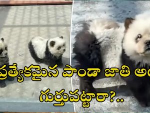 Fake Pandas in Zoo: జూపార్క్ లో పాండాలను చూడడానికి ఎగబడిన జనం.. నకిలీ పాండాలని తెలియడంతో హంగామా!