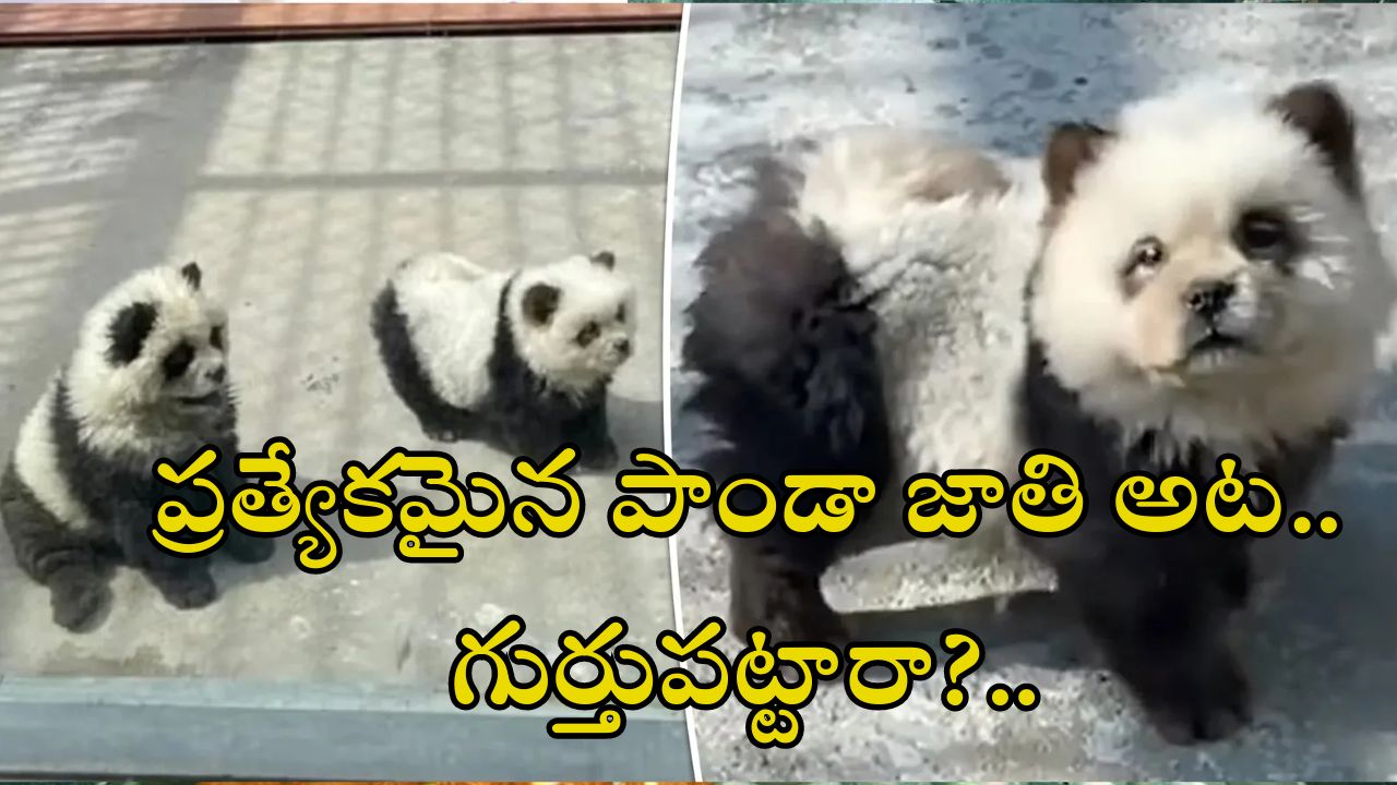 Fake Pandas in Zoo: జూపార్క్ లో పాండాలను చూడడానికి ఎగబడిన జనం.. నకిలీ పాండాలని తెలియడంతో హంగామా!