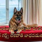 World’s Richest Dog: సింహాసనంపై శునకం.. రూ.3300 కోట్ల ఆస్తికి అధిపతి ఈ కుక్క.. ప్రైవేట్ ప్లేన్, బిఎండబ్ల్యూ కారు ఇంకా ఎన్నో..