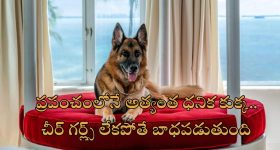 World’s Richest Dog: సింహాసనంపై శునకం.. రూ.3300 కోట్ల ఆస్తికి అధిపతి ఈ కుక్క.. ప్రైవేట్ ప్లేన్, బిఎండబ్ల్యూ కారు ఇంకా ఎన్నో..