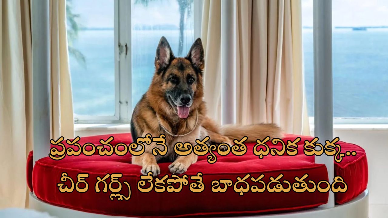 World’s Richest Dog: సింహాసనంపై శునకం.. రూ.3300 కోట్ల ఆస్తికి అధిపతి ఈ కుక్క.. ప్రైవేట్ ప్లేన్, బిఎండబ్ల్యూ కారు ఇంకా ఎన్నో..