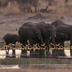 Zimbabwe Elephants: 200 ఏనుగులను వధించేందుకు ప్రభుత్వం అనుమతి.. ప్రజల ఆకలి తీర్చేందుకేనా?!