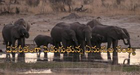 Zimbabwe Elephants: 200 ఏనుగులను వధించేందుకు ప్రభుత్వం అనుమతి.. ప్రజల ఆకలి తీర్చేందుకేనా?!