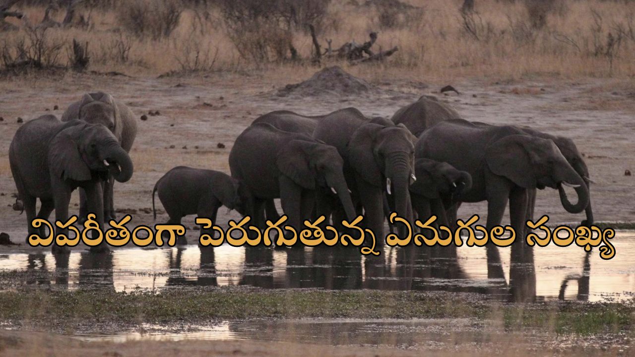 Zimbabwe Elephants: 200 ఏనుగులను వధించేందుకు ప్రభుత్వం అనుమతి.. ప్రజల ఆకలి తీర్చేందుకేనా?!