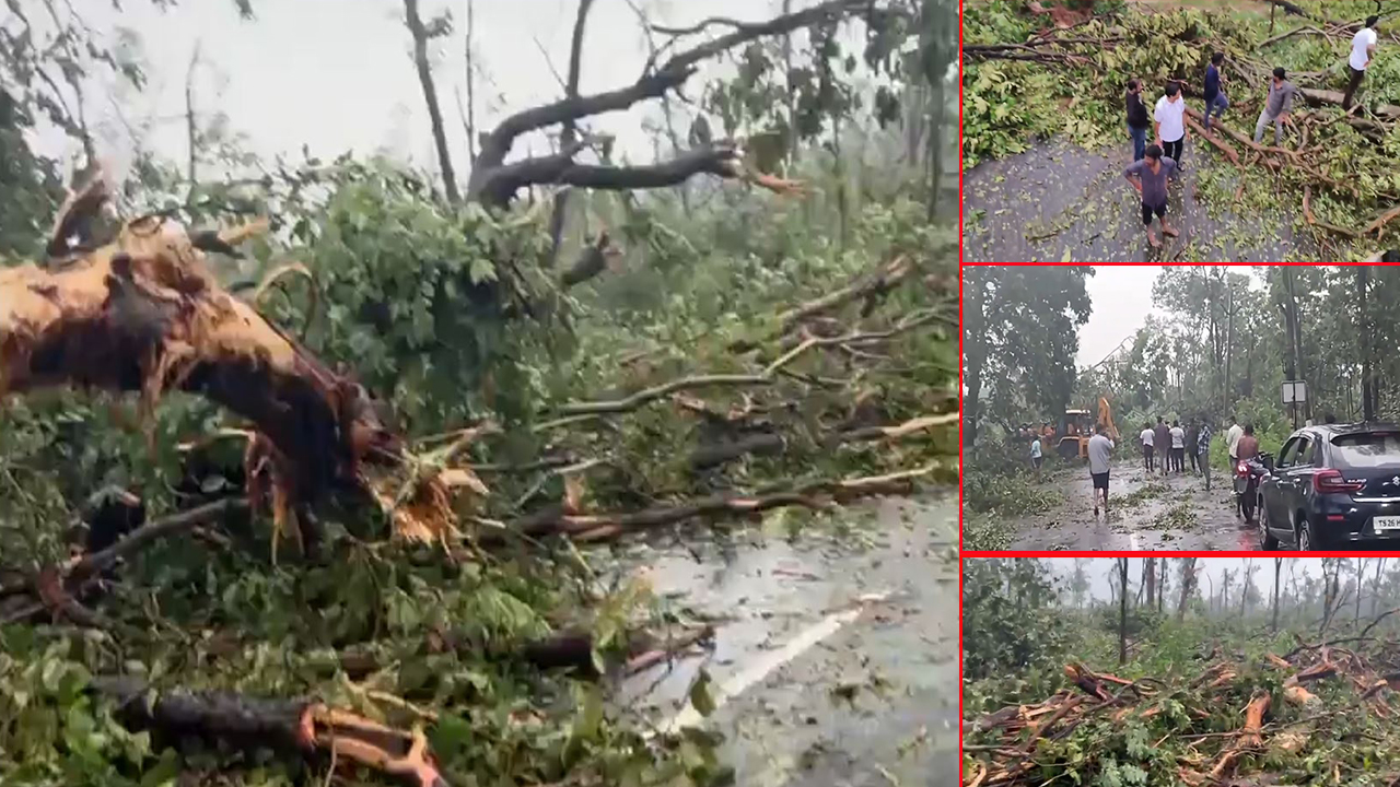 Mulugu forest: ములుగు అడవుల్లో సుడిగాలి బీభత్సం.. నేల కొరిగిన వేలాది చెట్లు.. అసలేం జరిగింది?