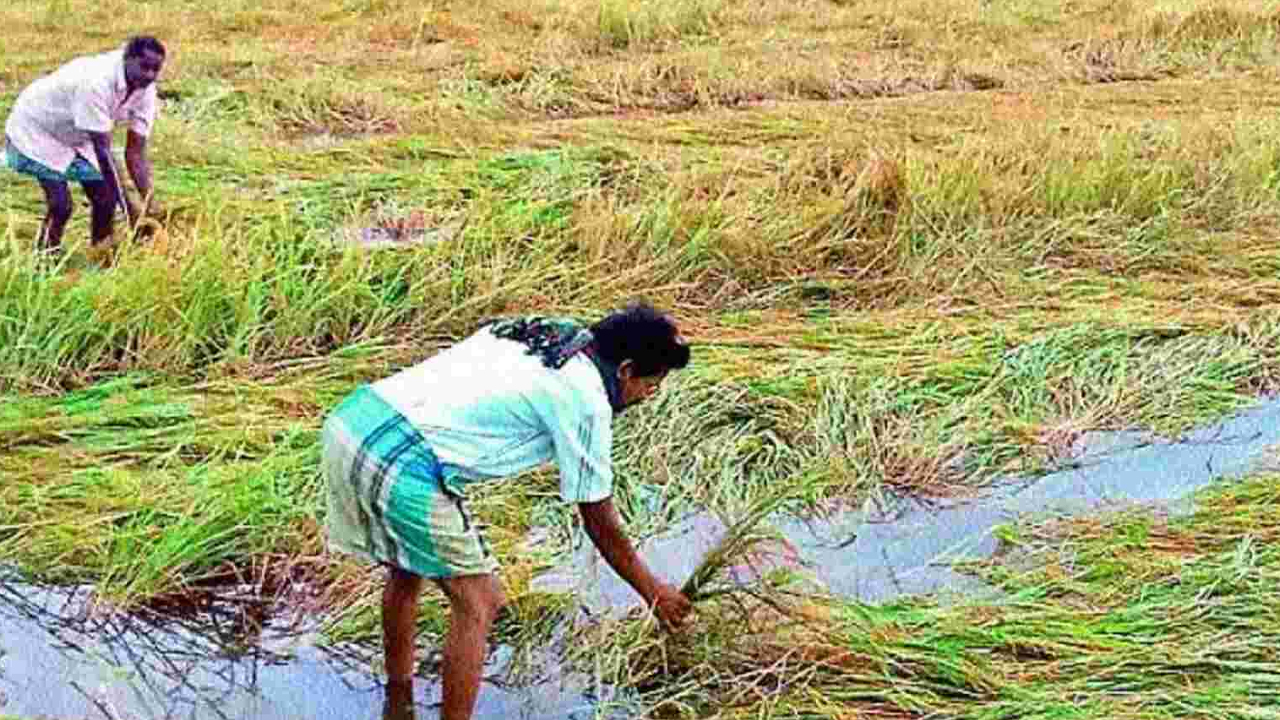 Crop Loss In Telangan: రైతన్నకు.. తీరని శోకం