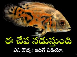 Sea Robin: నడిచే చేపలను ఎప్పుడైనా చూశారా? లేదంటే ఇప్పుడు చూడండి!