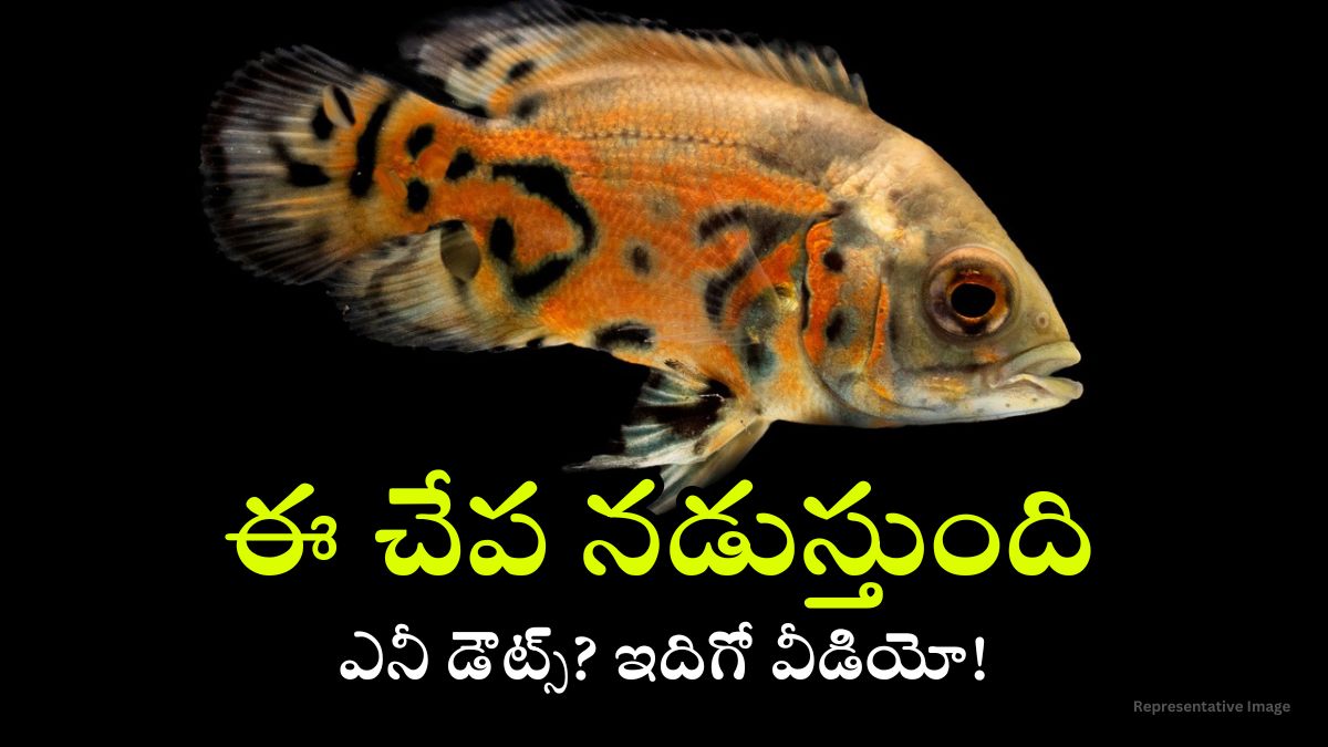 Sea Robin: నడిచే చేపలను ఎప్పుడైనా చూశారా? లేదంటే ఇప్పుడు చూడండి!