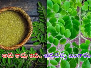 Drumstick Leaves Benefits: మునగాకు లాభాలు తెలిస్తే.. వదలకుండా తింటారు