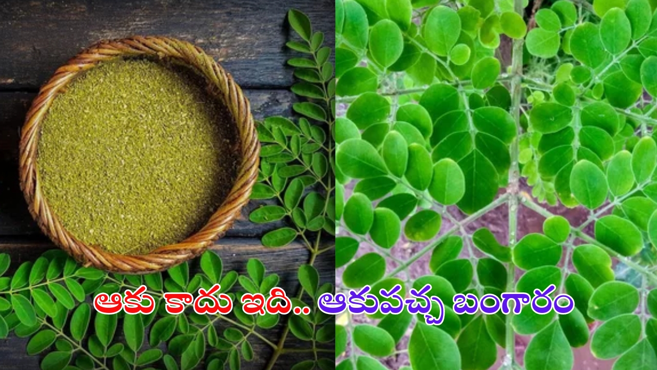 Drumstick Leaves Benefits: మునగాకు లాభాలు తెలిస్తే.. వదలకుండా తింటారు