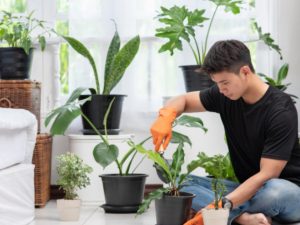 Plants For Home: ఈ మొక్కలు మీ ఇంట్లో ఉంటే సంపదకు లోటుండదు