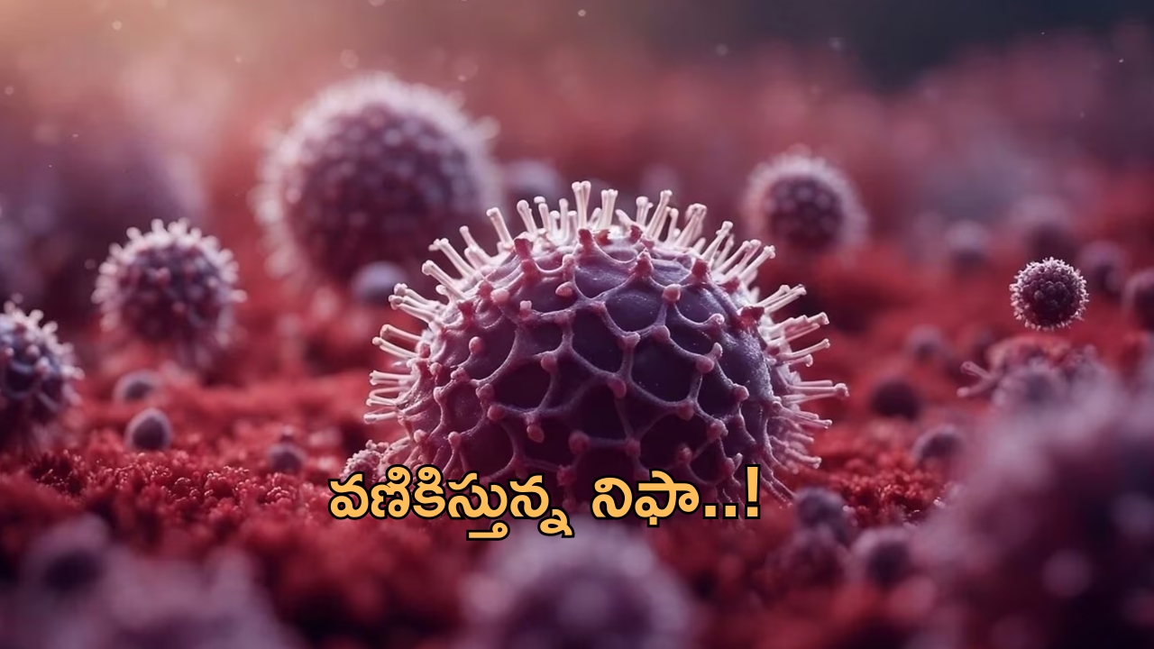 Nipah virus: కేరళలో నిఫా వైరస్ విజృంభణ.. స్టూడెంట్ మృతి.. రాష్ట్రంలో ఆంక్షలు!