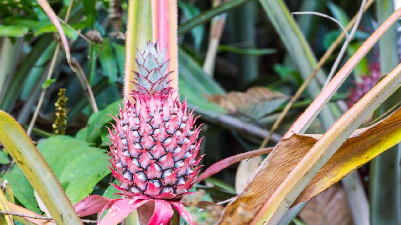 Pink Pineapple: పింక్ పైనాపిల్ ఎప్పుడైనా తిన్నారా..? ప్రయోజనాలో తెలిస్తే అస్సలు వదలరు