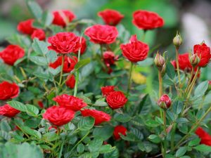 Vastu Tips For Placing Rose Plant: ఇంట్లో గందరగోళం ఉందా ? గులాబీ మొక్కలతో జాగ్రత్తగా ఉండండి