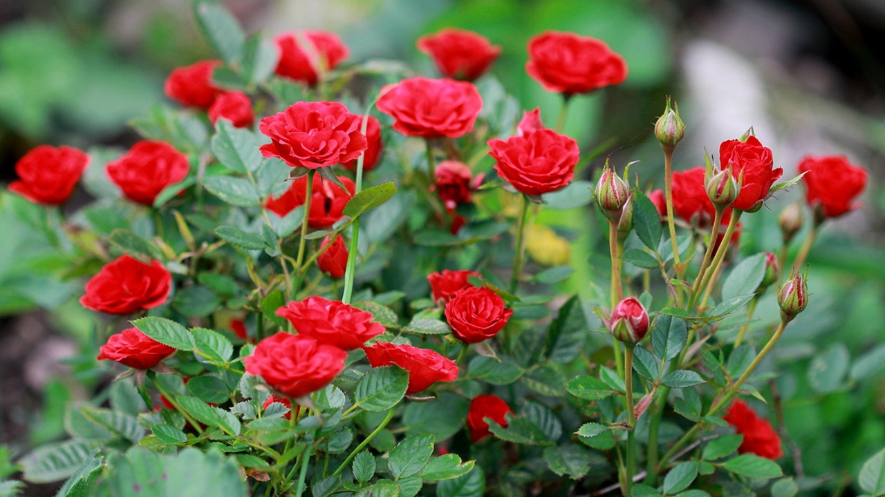 Vastu Tips For Placing Rose Plant: ఇంట్లో గందరగోళం ఉందా ? గులాబీ మొక్కలతో జాగ్రత్తగా ఉండండి